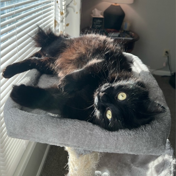 Live Show Flyer - Picture 3 of 4